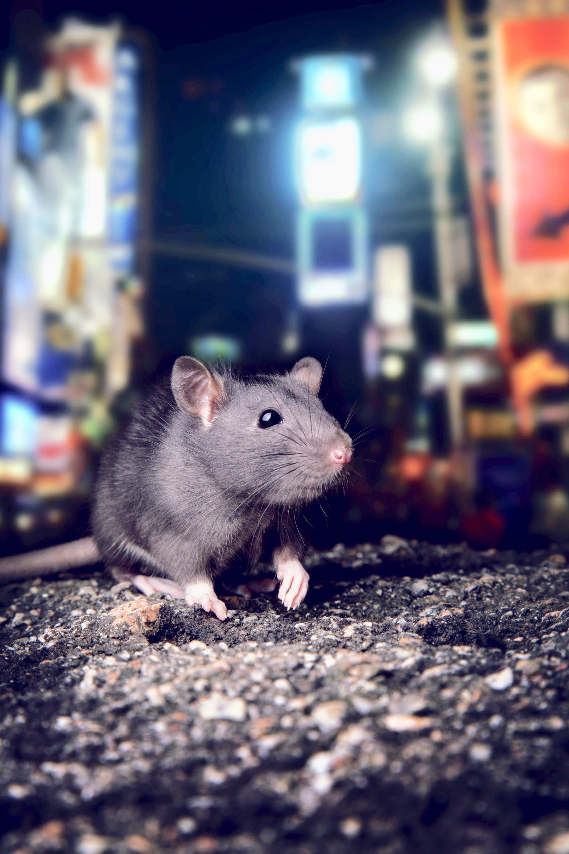 Solutions anti rat et souris 100% efficace - ProtectHome