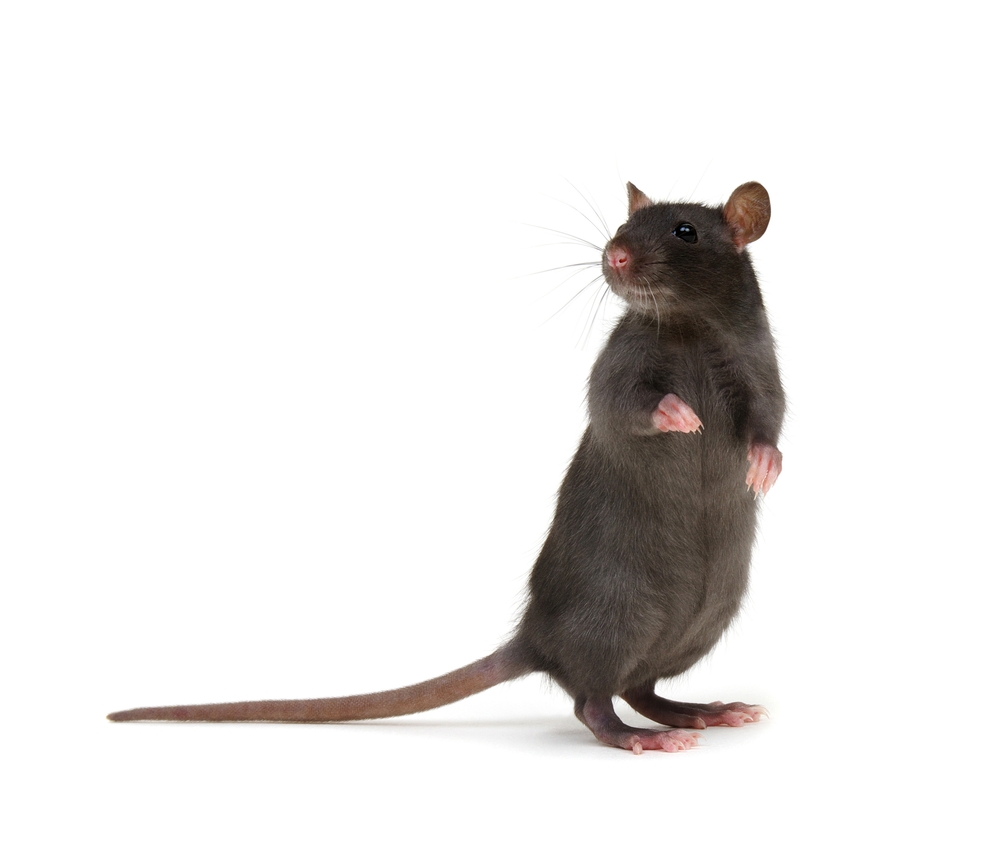 Entreprise Dératisation : Rats, Souris, Mulots, Martres, Fouines
